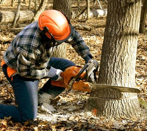 Tree Removal in Brownsboro, TX